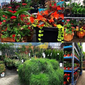 Garden centre in Penticton, annuals, perennials, flowers, vegetables, basket stuffers.