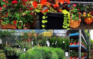 Garden centre in Penticton, annuals, perennials, flowers, vegetables, basket stuffers.