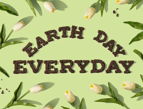 Home and Lifestyle Sustainability Guide