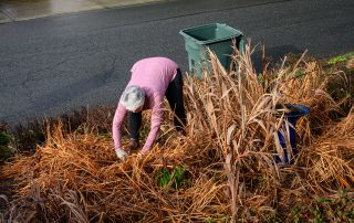 Older lady using pruning shears to clean up her yard after winter.