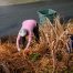 Older lady using pruning shears to clean up her yard after winter.