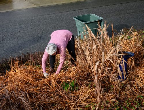 Winter Cleanup: Best Practices for a Safe and Clear Yard