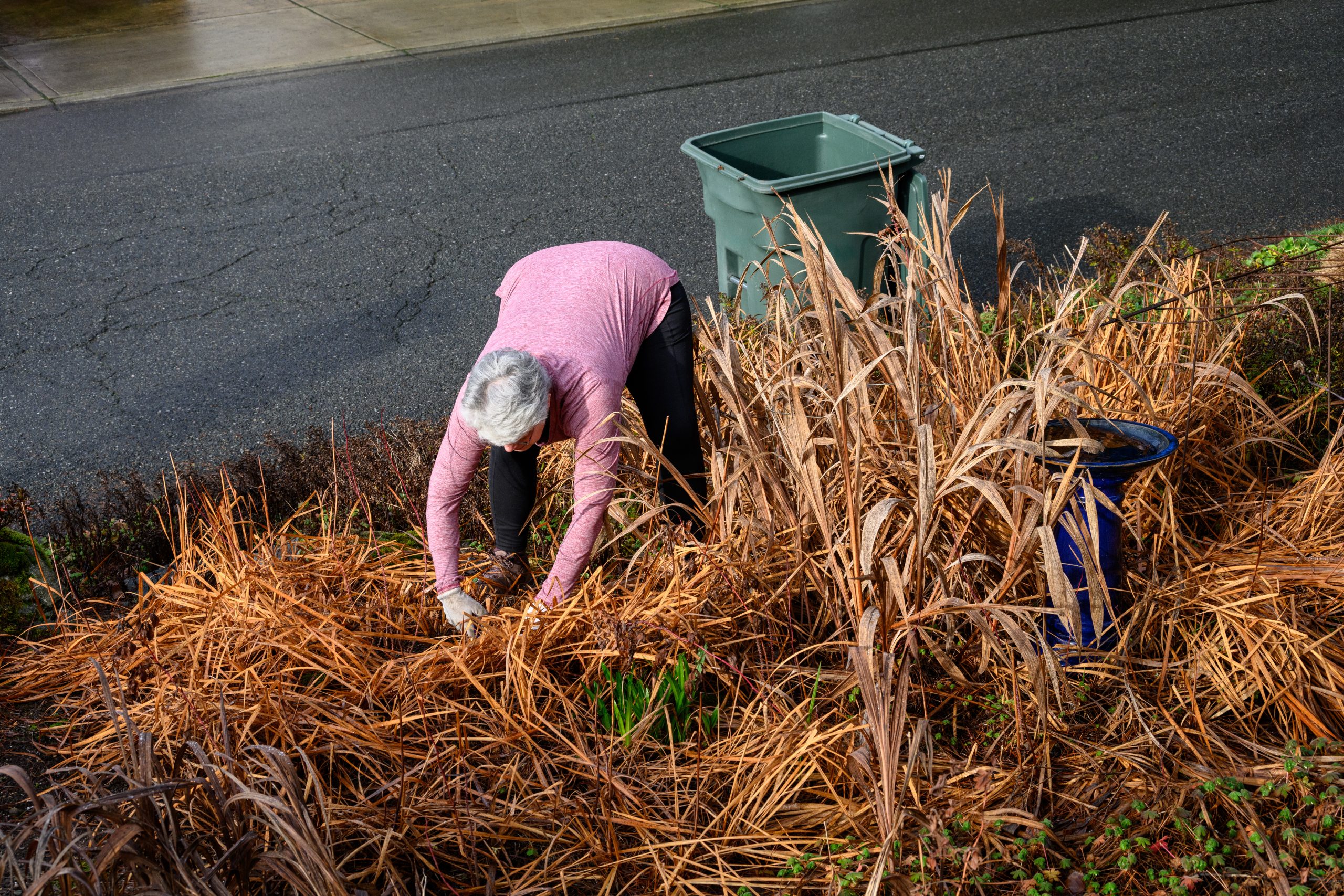Older lady using pruning shears to clean up her yard after winter.